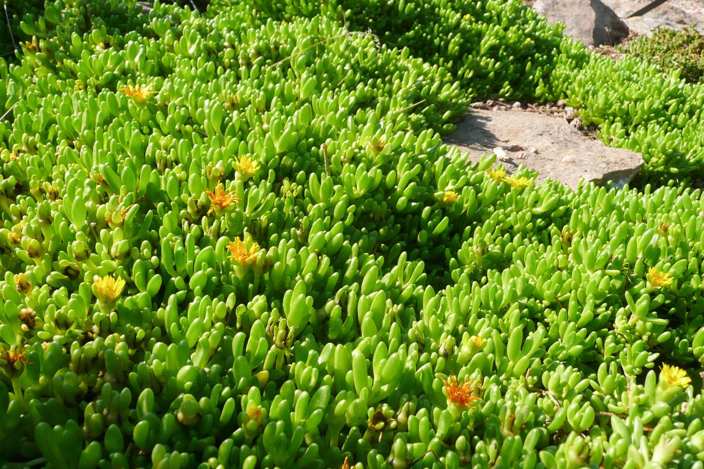Yellow Iceplant